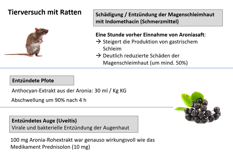 Aronia entzündungshemmende Wirkung