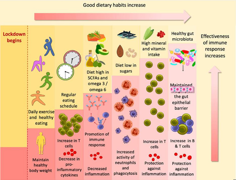 Ernährung und Immunsystem